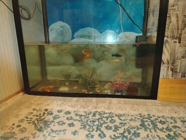 Dördbucaq akvarium, Balıqlarla birlikdə, 75 l, Ünvandan götürmə lalafo.az -da Dördbucaq akvarium, Balıqlarla birlikdə, 75 l, Ünvandan götürmə