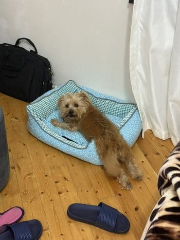 Yorkşir teryer, 2 il, Dişi, Peyvəndli lalafo.az -da Yorkşir teryer, 2 il, Dişi, Peyvəndli