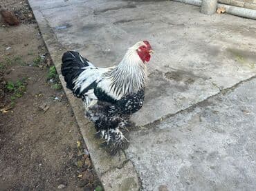 Məhsul: Brahma cinsi toyuqlar və xoruz Təsvir: - Şəkillərdə iri lalafo.az -da Məhsul: Brahma cinsi toyuqlar və xoruz Təsvir: - Şəkillərdə iri