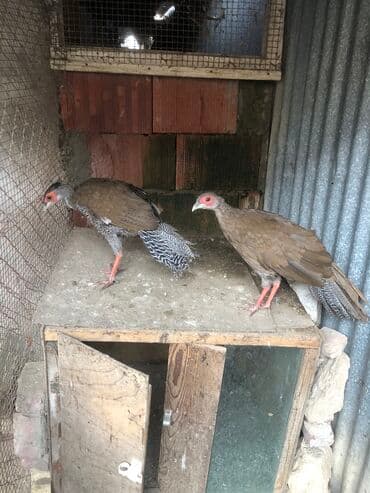 Gumuşu qirqovul bir çüt … lalafo.az -da Gumuşu qirqovul bir çüt …