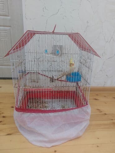 Növ: Qefesle birlikde satilir Nimfa (Cockatiel) papağanı Rəng: Açıq lalafo.az -da Növ: Qefesle birlikde satilir Nimfa (Cockatiel) papağanı Rəng: Açıq