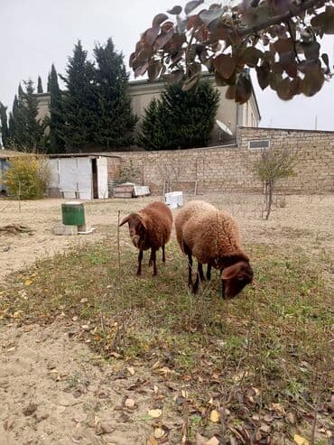 1 Dişi, 2 bala, balalar 2 side Dişidi lalafo.az -da — 3 1 Dişi, 2 bala, balalar 2 side Dişidi — 3