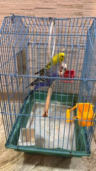 Лекарства для животных: Məhsul: Dalmatin və sarı-yaşıl rənglərdə iki dalğalı tutuquşu (Budzı) at lalafo.az — 3 Лекарства для животных: Məhsul: Dalmatin və sarı-yaşıl rənglərdə iki dalğalı tutuquşu (Budzı) — 3