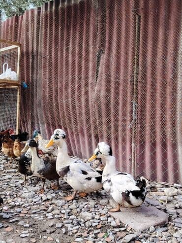 2 eded ordek satilir 1 erkek 1 disi qiymet 2 ededi 55azn lalafo.az -da 2 eded ordek satilir 1 erkek 1 disi qiymet 2 ededi 55azn