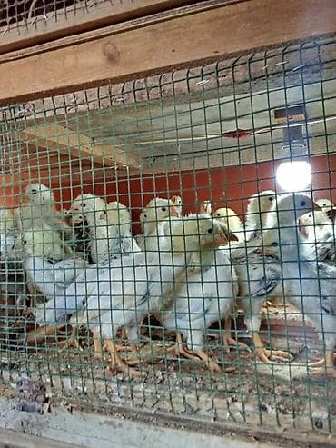 23 günlükdür. Dənəsi 2.50 Sereblistdir. Həm ətlik,həm yumurtalıqdır lalafo.az -da 23 günlükdür. Dənəsi 2.50 Sereblistdir. Həm ətlik,həm yumurtalıqdır