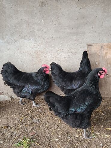 3 eded australorp yumurtayan fere 3u birlikde 120azn. Bir cut ag reng lalafo.az -da 3 eded australorp yumurtayan fere 3u birlikde 120azn. Bir cut ag reng