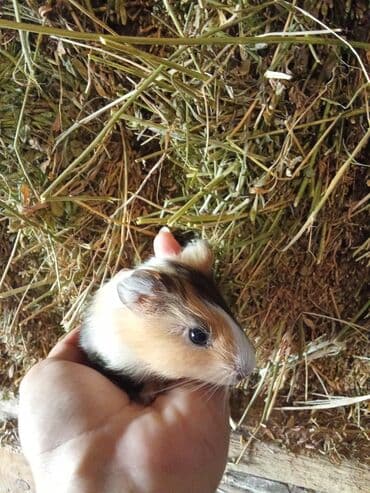 Su donuzu satilir cutu 30man cox goturene enditim olacaq bala da var lalafo.az -da Su donuzu satilir cutu 30man cox goturene enditim olacaq bala da var