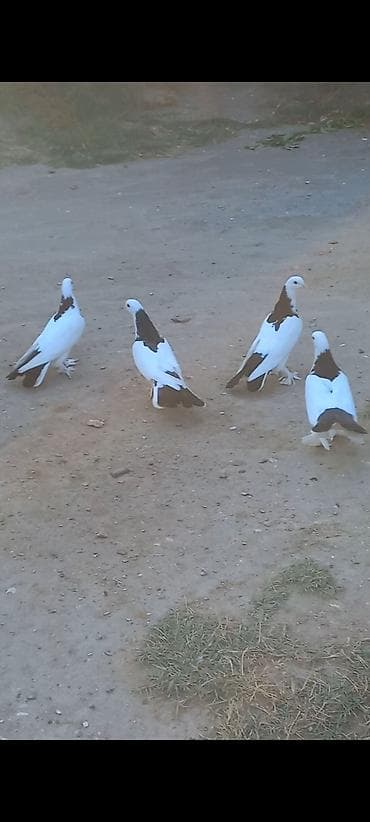 Salam heyvanlar tam saglamdi isdiyen unvan bine savxoz lalafo.az -da Salam heyvanlar tam saglamdi isdiyen unvan bine savxoz