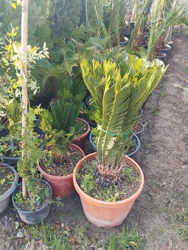 Бусы: Bağ və landşaft üçün qapalı qablarda əkilmiş dekorativ bitkilər - at lalafo.az — 4 Бусы: Bağ və landşaft üçün qapalı qablarda əkilmiş dekorativ bitkilər - — 4