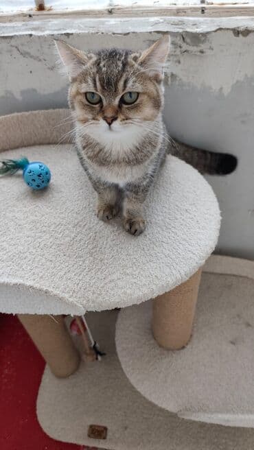 Brilliance: Qızıl şinşilla, Erkək, Yaxşı əllərə, Ödənişli çatdırılma lalafo.az -da — 4 Brilliance: Qızıl şinşilla, Erkək, Yaxşı əllərə, Ödənişli çatdırılma — 4