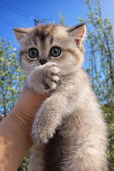 Britan lalafo.az -da Britan