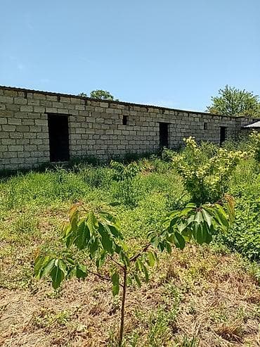 37 sot, Kənd təsərrüfatı, Kupça (Çıxarış) lalafo.az -da 37 sot, Kənd təsərrüfatı, Kupça (Çıxarış)