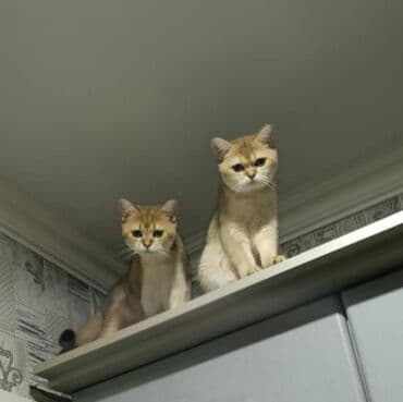 Qızıl şinşilla, Erkək, Dişi, Ünvandan götürmə, Ödənişli çatdırılma lalafo.az -da Qızıl şinşilla, Erkək, Dişi, Ünvandan götürmə, Ödənişli çatdırılma