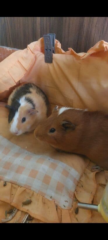 Продаю двух морских свинок (пара) девочка и мальчик. Девочке-3,5 lalafo.az -da Продаю двух морских свинок (пара) девочка и мальчик. Девочке-3,5