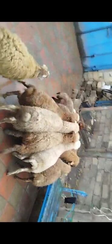 Qoyun sürüsü – 10 quzudu 5 erkek 5 dişi biri 245 AZN riyal alana cüzi lalafo.az -da Qoyun sürüsü – 10 quzudu 5 erkek 5 dişi biri 245 AZN riyal alana cüzi