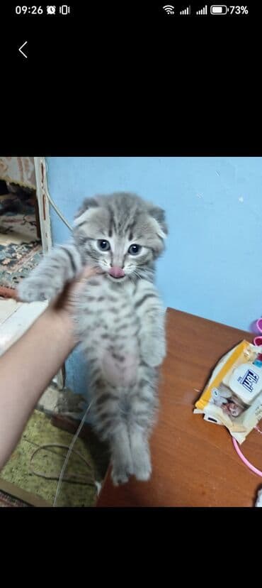 Britan, Dişi, Yaxşı əllərə, Ünvandan götürmə lalafo.az -da Britan, Dişi, Yaxşı əllərə, Ünvandan götürmə