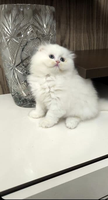 Ağ tüklü, uzun xəzli balaca pişik balası - Cins: uzun tüklü lalafo.az -da Ağ tüklü, uzun xəzli balaca pişik balası - Cins: uzun tüklü