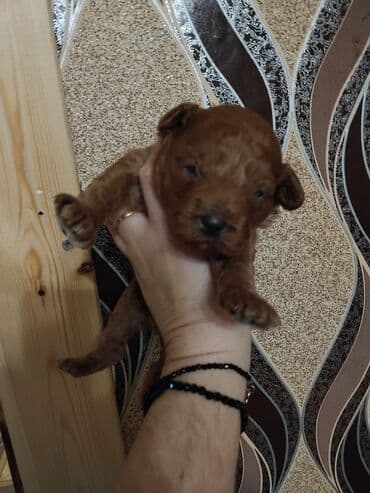 Щенки карликого пуделя. мальчик и девочка.принимается бронь lalafo.az -da Щенки карликого пуделя. мальчик и девочка.принимается бронь