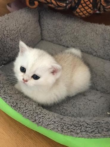 Şotland lalafo.az -da Şotland