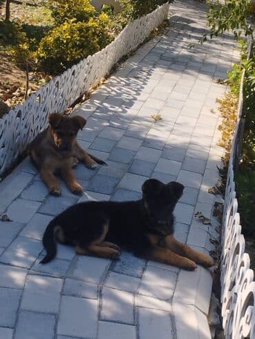 İkisidə satılır, dişidilər, ikisinə 200 azn. 2 aylıq balalardı lalafo.az -da İkisidə satılır, dişidilər, ikisinə 200 azn. 2 aylıq balalardı