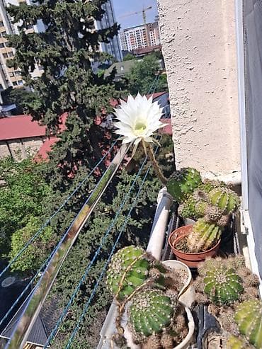 Kaktuslar. Hamısı birlikdə 10₼ satılır lalafo.az -da Kaktuslar. Hamısı birlikdə 10₼ satılır