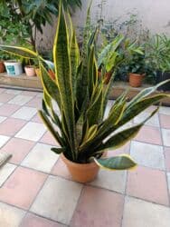 Sensafiya Qilinc Gulu. Ruzili Guldu.Boyu 1 Metrden Yuxari Sekilde lalafo.az -da Sensafiya Qilinc Gulu. Ruzili Guldu.Boyu 1 Metrden Yuxari Sekilde