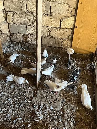 Tərgizirəm 3manatadsn aşağl yeri yoxdu lalafo.az -da Tərgizirəm 3manatadsn aşağl yeri yoxdu