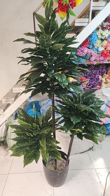 Другие растения: 90 man baslayan qiymetler yagisa gunese davamli suni agaclar at lalafo.az — 3 Другие растения: 90 man baslayan qiymetler yagisa gunese davamli suni agaclar — 3