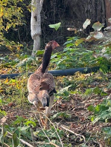 Ikisi. bir yerdə 50 manat Heyratı toyuqu və feresi toyuqun bir gözü lalafo.az -da Ikisi. bir yerdə 50 manat Heyratı toyuqu və feresi toyuqun bir gözü