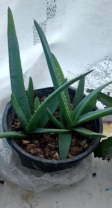 Aloevera (Aloe vera) saksı bitkisi - Növ: Aloe vera – ətli, tikanlı lalafo.az -da Aloevera (Aloe vera) saksı bitkisi - Növ: Aloe vera – ətli, tikanlı