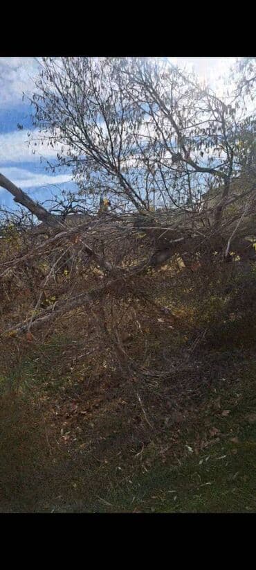 Sekil sertidir.Oz heyetimizde coxlu sayda agaclar var.200 aznliq odun lalafo.az -da Sekil sertidir.Oz heyetimizde coxlu sayda agaclar var.200 aznliq odun