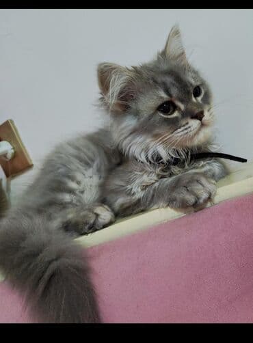 Təsvir: - Gözəl, tüklü quyruqlu boz-gümüş rəngli pişik balası - lalafo.az -da Təsvir: - Gözəl, tüklü quyruqlu boz-gümüş rəngli pişik balası -