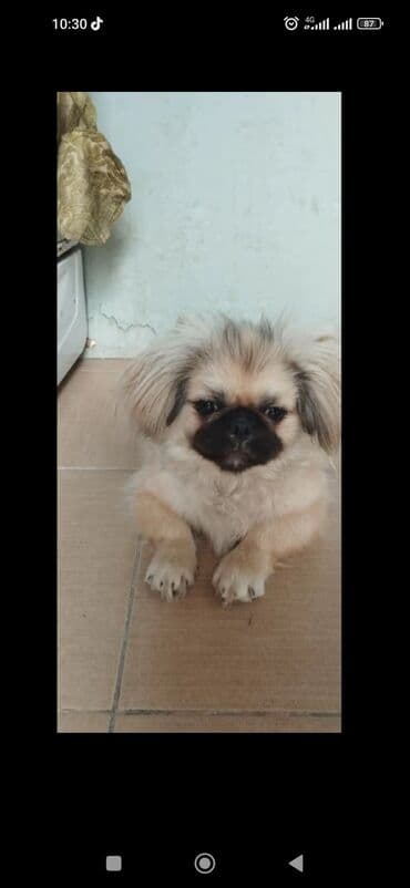 Pekines, 10 ay, Dişi, Peyvəndli, Ünvandan götürmə, Ödənişli çatdırılma lalafo.az -da Pekines, 10 ay, Dişi, Peyvəndli, Ünvandan götürmə, Ödənişli çatdırılma