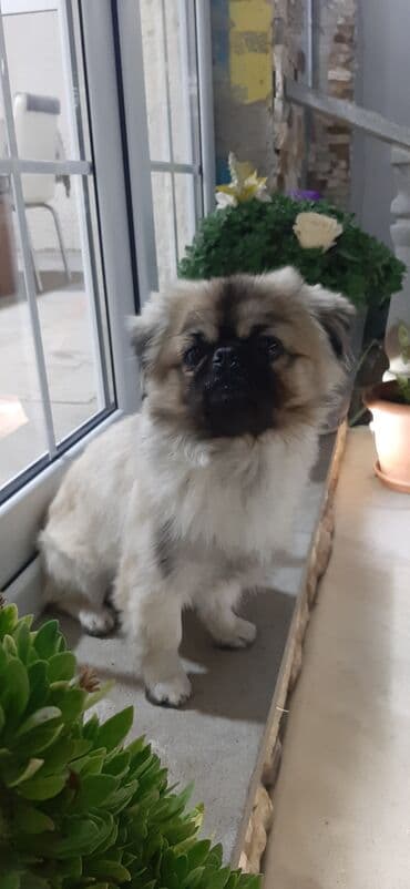 Рыбы: Пекинес, 2 года, Самец, Для вязки at lalafo.az — 3 Рыбы: Пекинес, 2 года, Самец, Для вязки — 3