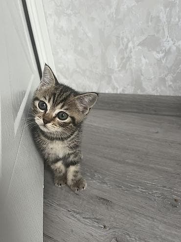 Tabbi, Erkək, Yaxşı əllərə, Ünvandan götürmə lalafo.az -da Tabbi, Erkək, Yaxşı əllərə, Ünvandan götürmə