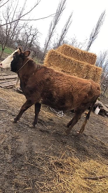 Dişi, il: 5, 3000 kq, Südlük, Ünvandan götürmə lalafo.az -da Dişi, il: 5, 3000 kq, Südlük, Ünvandan götürmə