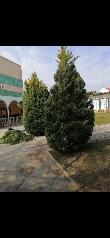 Gözəllik Salonları: Bağban, 44 yaş, 5 ildən artıq təcrübə lalafo.az -da — 8 Gözəllik Salonları: Bağban, 44 yaş, 5 ildən artıq təcrübə — 8