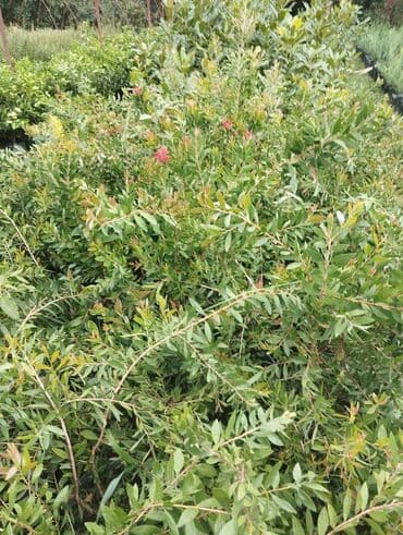 4 Fəsil. Callistemon. Şüşə fırçası bitkisi (Callistemon) parlaq lalafo.az -da 4 Fəsil. Callistemon. Şüşə fırçası bitkisi (Callistemon) parlaq