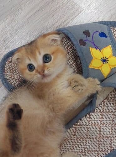 Şotland, Erkək, Dişi, Yaxşı əllərə, Ünvandan götürmə lalafo.az -da Şotland, Erkək, Dişi, Yaxşı əllərə, Ünvandan götürmə