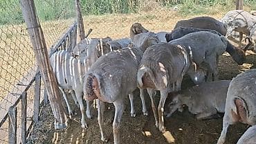 Dişi, il: 1, 50 kq, Damazlıq, Ünvandan götürmə lalafo.az -da Dişi, il: 1, 50 kq, Damazlıq, Ünvandan götürmə