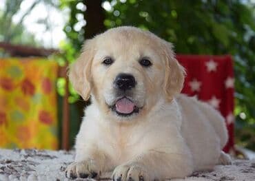 Retriever, 3 ay, Peyvəndli, Ünvandan götürmə lalafo.az -da Retriever, 3 ay, Peyvəndli, Ünvandan götürmə