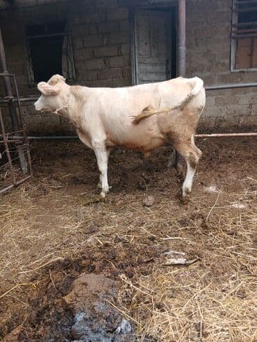 Danalar satılır damazlıq ve etlik unvan Bine qesebezi lalafo.az -da Danalar satılır damazlıq ve etlik unvan Bine qesebezi