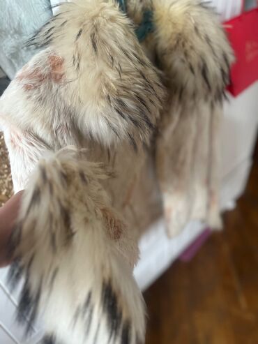 Tebii xez satılır. BOYNU VE QOLU TUKLU.deyerınden qat qat ucuz 55 azn lalafo.az -da Tebii xez satılır. BOYNU VE QOLU TUKLU.deyerınden qat qat ucuz 55 azn