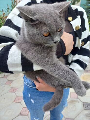 Britan lalafo.az -da Britan