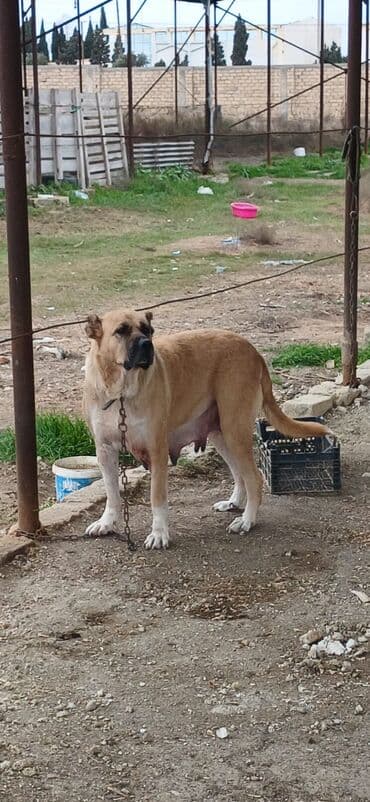 Qurdbasar, 3 il, Dişi, Peyvəndli, Ödənişli çatdırılma lalafo.az -da Qurdbasar, 3 il, Dişi, Peyvəndli, Ödənişli çatdırılma