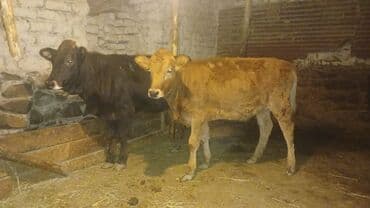 2 baş dişi danalar satılır. Bir başı 1200 manatdı.Ünvan Şəki, Elaqe lalafo.az -da 2 baş dişi danalar satılır. Bir başı 1200 manatdı.Ünvan Şəki, Elaqe