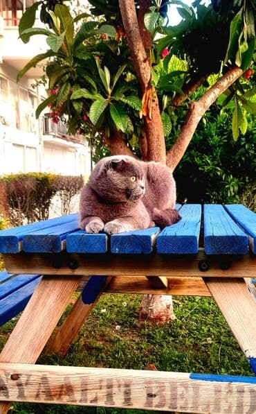 Dördbucaq masa, Açılmayan, Skameykalar ilə, Taxta lalafo.az -da Dördbucaq masa, Açılmayan, Skameykalar ilə, Taxta