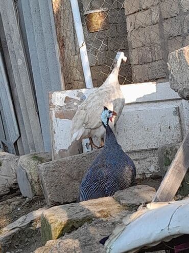 Fere hind toyuqları satılır cütü 40 manat lalafo.az -da Fere hind toyuqları satılır cütü 40 manat