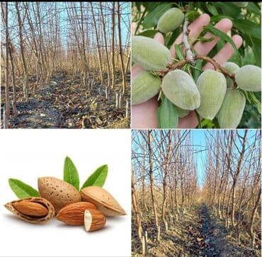 Meyvə fidanları və tinglər - Gavalı fidanları: qırmızı lətli, tünd lalafo.az -da Meyvə fidanları və tinglər - Gavalı fidanları: qırmızı lətli, tünd