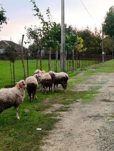 Benqal, Erkək, Dişi, Cütləşmə üçün, Ödənişli çatdırılma lalafo.az -da Benqal, Erkək, Dişi, Cütləşmə üçün, Ödənişli çatdırılma